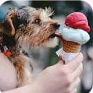 Dog licking icecream